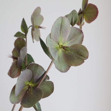 【08直前FJ】ヘレボルス  パープリッシュアン　60cm長野県【生花】