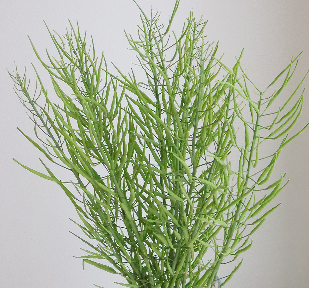 生花】グリーンコルザ(菜種)50cm程度 日本草花園【OT】 - 花材通販は