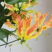 グロリオサリリー(72センチ物には、葉っぱを5枚お付け致します。)赤＆黄色！) 生花】グロリオサ フラッシュ(黄色×オレンジ)秀2L - 花材通販は