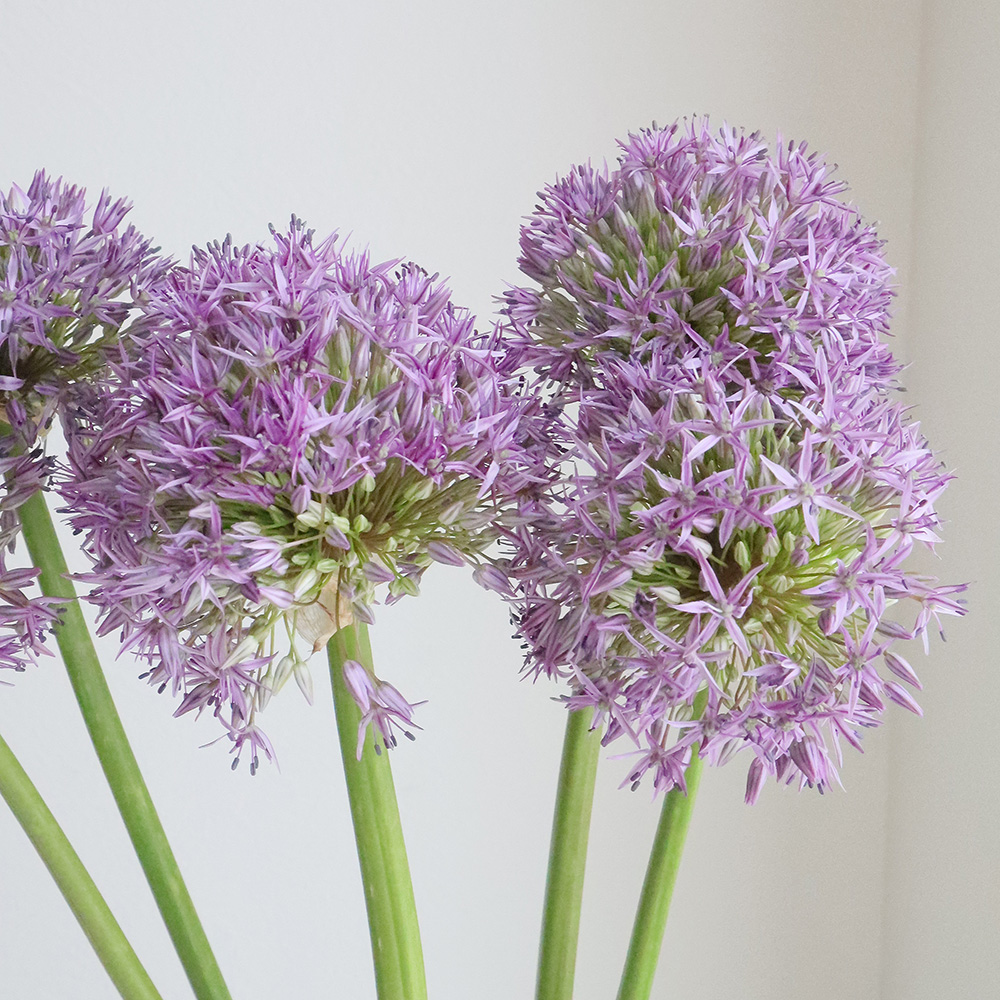 生花】アリウム グローブマスター 芳香あり!60cm【OT】長野県 - 花材通販はなどんやアソシエ
