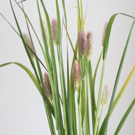 【生花】ペニセタム　レッドボタン　日本草花園【OT】
