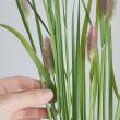 【生花】ペニセタム　レッドボタン　日本草花園【OT】