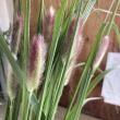 【生花】ペニセタム　レッドボタン　日本草花園【OT】