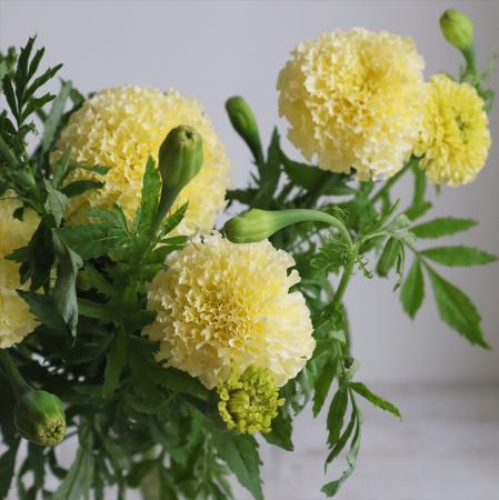 【生花】そう花園のマリーゴールド　ホワイトスワン(クリーム)【FJ】