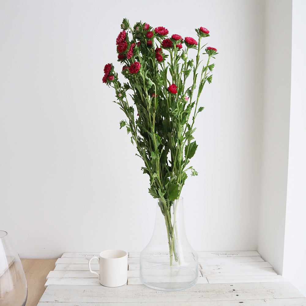 生花】エゾアスター フジミスカーレット(八重赤) - 花材通販はなどんや