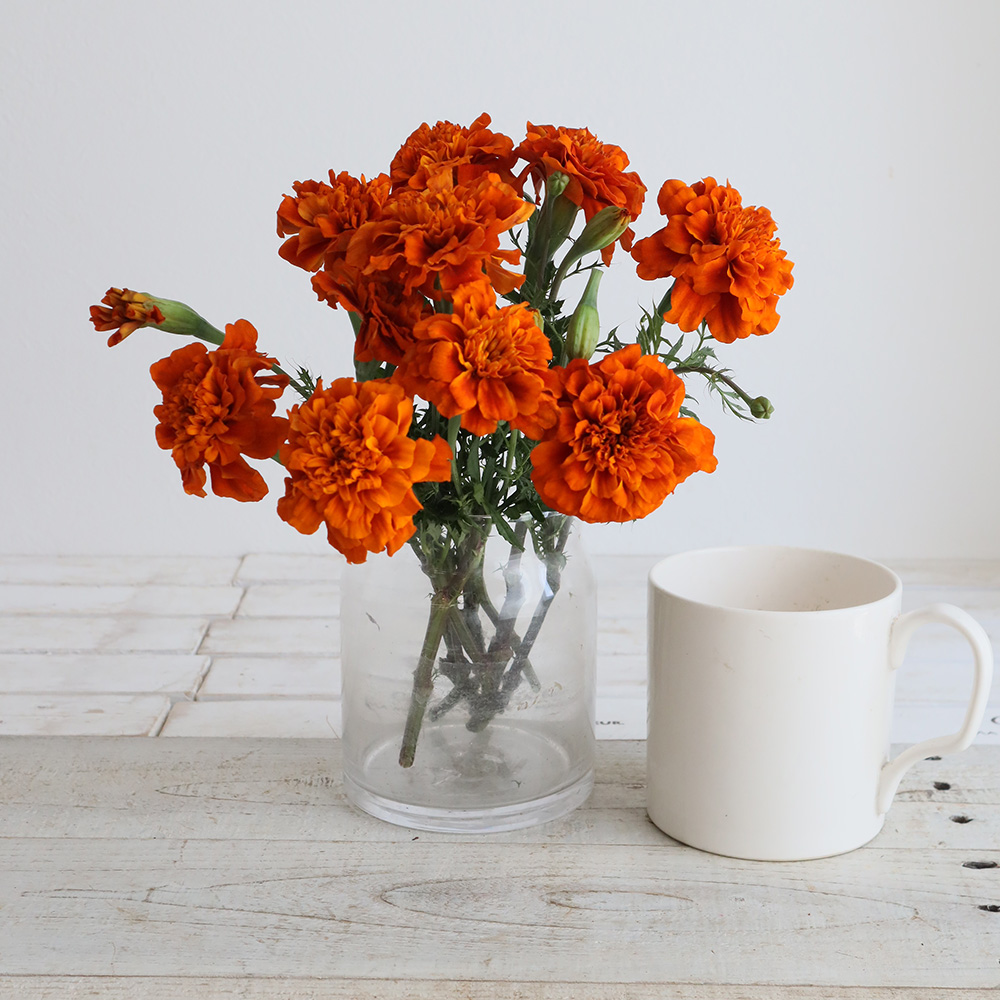 生花】マリーゴールドファイヤーボール(ダークオレンジ) 30cm【OT