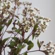 【生花】ユーパトリウム　チョコレート(白花・茶軸)　60cm-　六合村ほか　【OT】