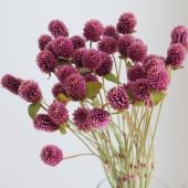 【生花】染め千日紅（ブラウン※ピンク味の茶色）40cm2F 長崎県　※木金届け少【早締切-74】
