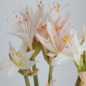 生花】リコリス ホワイトムーン(白系)40cm〜※入荷について商品説明お