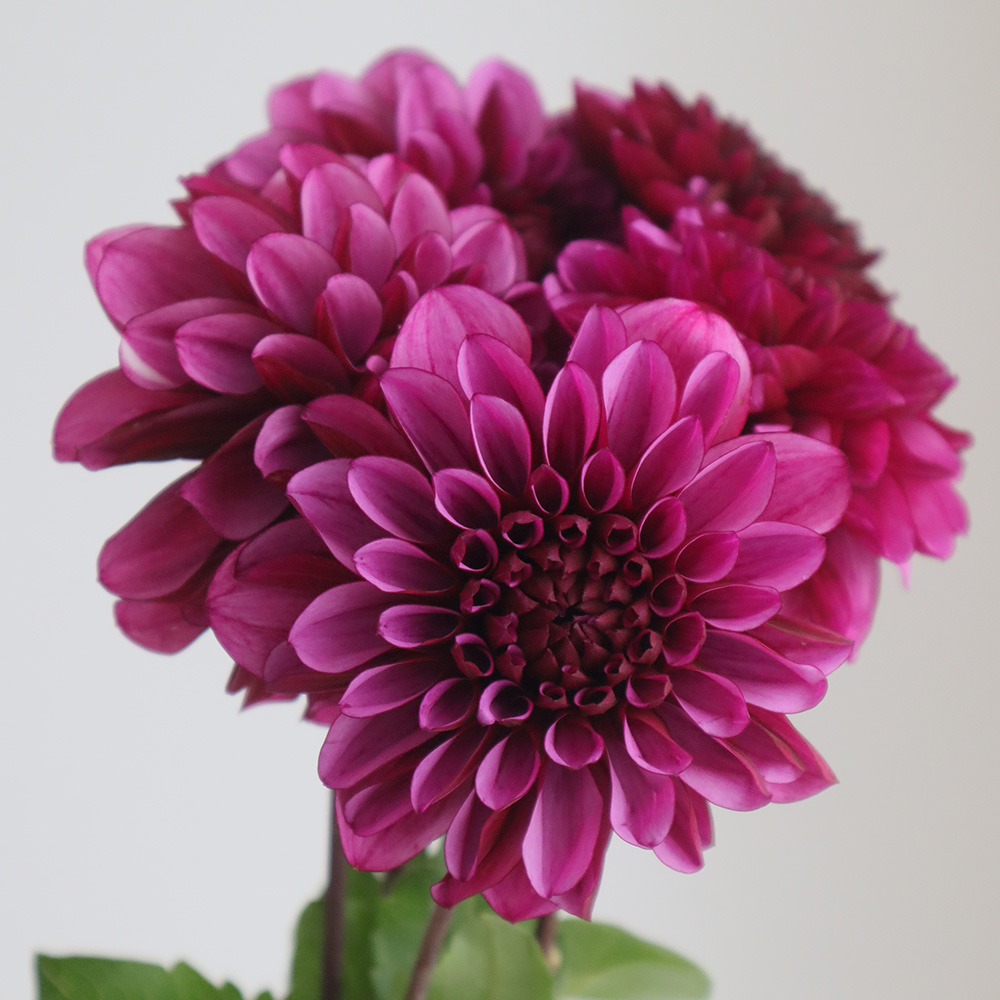 直前】ダリア NAMAHAGE REIWA(パープル-ピンク系) - 花材通販はなどん