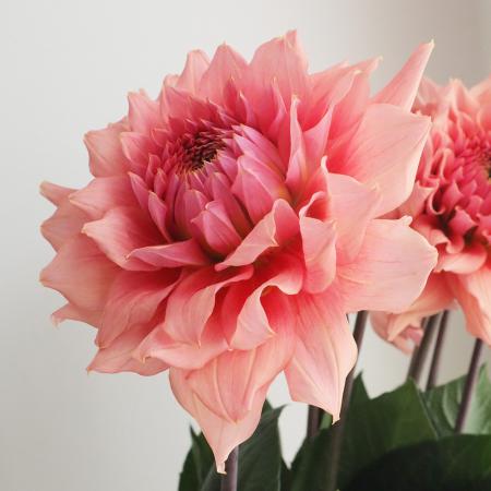 【生花】ダリア　ラヴァーズ(オレンジピンク系デコラ咲)50cm-【早締切-74】