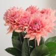 【生花】ダリア　ラヴァーズ(オレンジピンク系デコラ咲)50cm-【早締切-74】