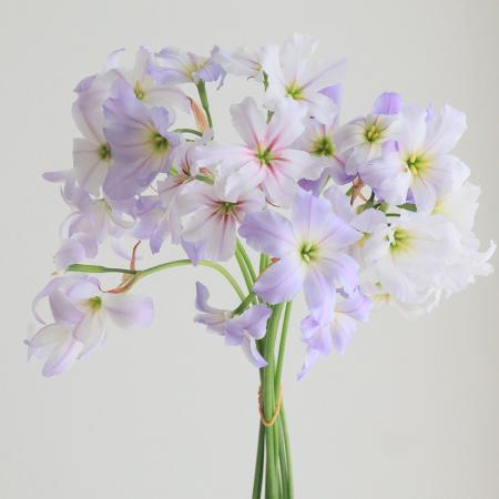 【生花】リューココリーネ　マーブル(おまかせミックス)　70cm【OT】