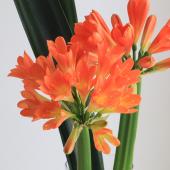 08直前!!】君子蘭(Lサイズ)花5本・葉8枚 水郷つくば農協 【生花】 - 花