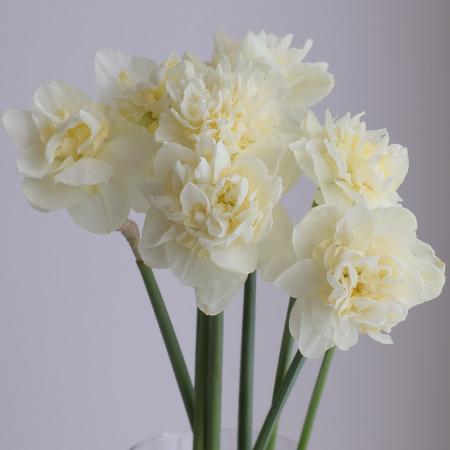 【生花】ラッパ水仙　ホワイトライオン(八重白)　六合村　黒岩さんなど【OT】