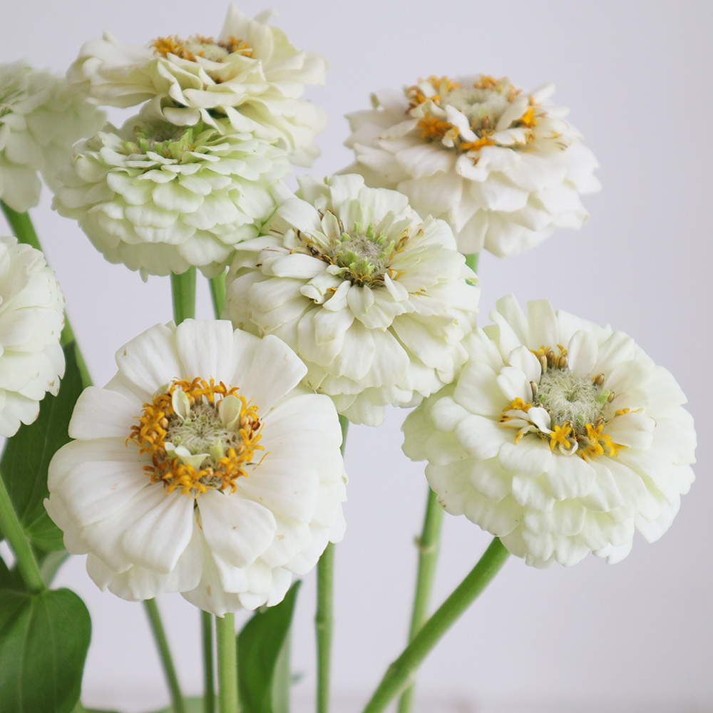 直前!】ジニア (白)スノーホワイト 40cm程度 - 花材通販はなどんやアソシエ