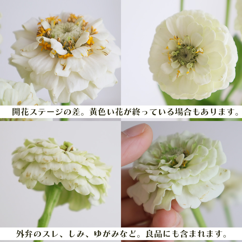 直前!】ジニア (白)スノーホワイト 40cm程度 - 花材通販はなどんやアソシエ