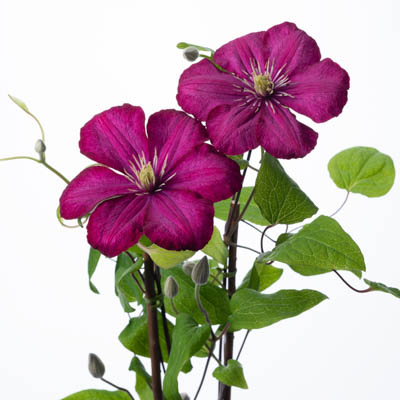 【生花】クレマチス　ビルドリオン(赤系)大和クレマチス園　60cm-【早締切-60】※木金届けなし