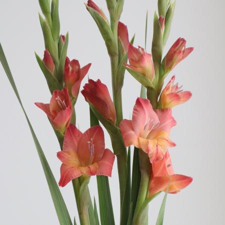 【直前!】ミニグラジオラス　常陸あかつき(オレンジ複色系)【生花】