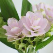 花農家直送！！白クルクマ15本❀ ピンク系クルクマ10本❀ 長め❀ 31日着❀ 生花】糸島クルクマ リボン(淡いピンク)40-50CM程度【FJ】 - 花