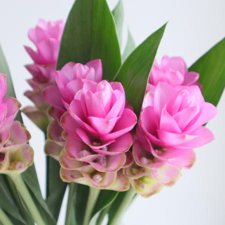生花】糸島クルクマ ミルクピンク【FJ】40CM - 花材通販はなどん