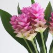 【08直前!】糸島クルクマ　ミルクピンク40CM【生花】