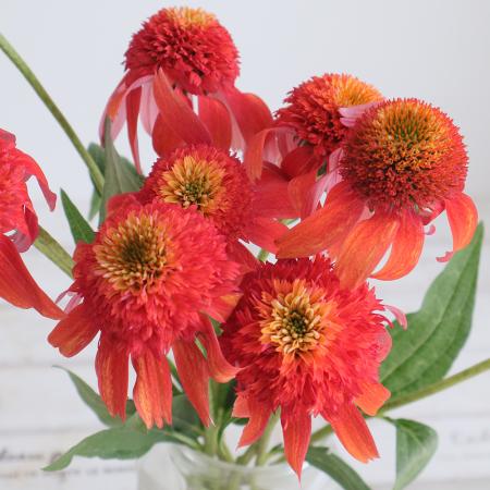 【生花】エキナセア　マンダリン　30cm程度(赤橙)カクタ花農場　【FJ】