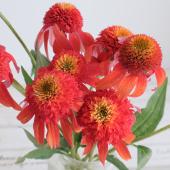 【生花】エキナセア　マンダリン　30ｃｍ程度（赤橙）カクタ花農場　【FJ】