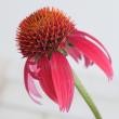 【生花】エキナセア　マンダリン　30cm程度(赤橙)カクタ花農場　【FJ】