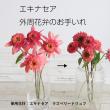 【生花】エキナセア　マンダリン　30cm程度(赤橙)カクタ花農場　【FJ】