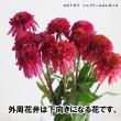 【生花】エキナセア　マンダリン　30cm程度(赤橙)カクタ花農場　【FJ】