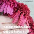 【生花】エキナセア　マンダリン　30cm程度(赤橙)カクタ花農場　【FJ】