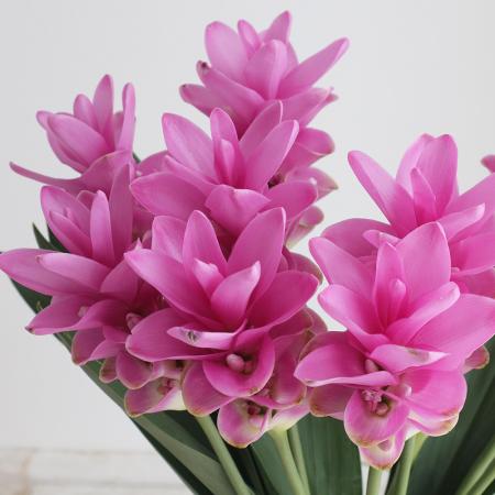 【直前】糸島クルクマ　ラブラブピンク　50CM程度　【FJ】【生花】
