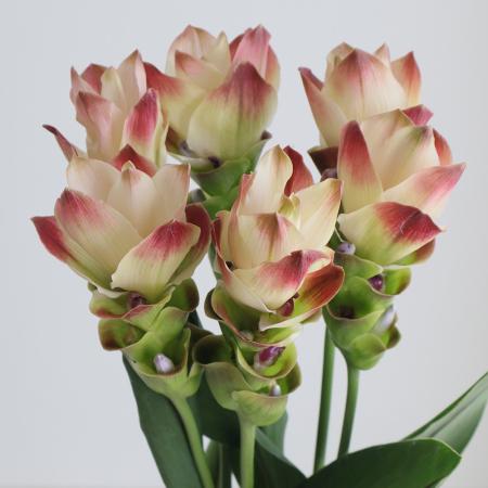 【08直前!!】【生花】糸島クルクマ  サイアムソーラー(白赤複色)40cm