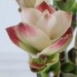 【08直前!!】【生花】糸島クルクマ  サイアムソーラー(白赤複色)40cm