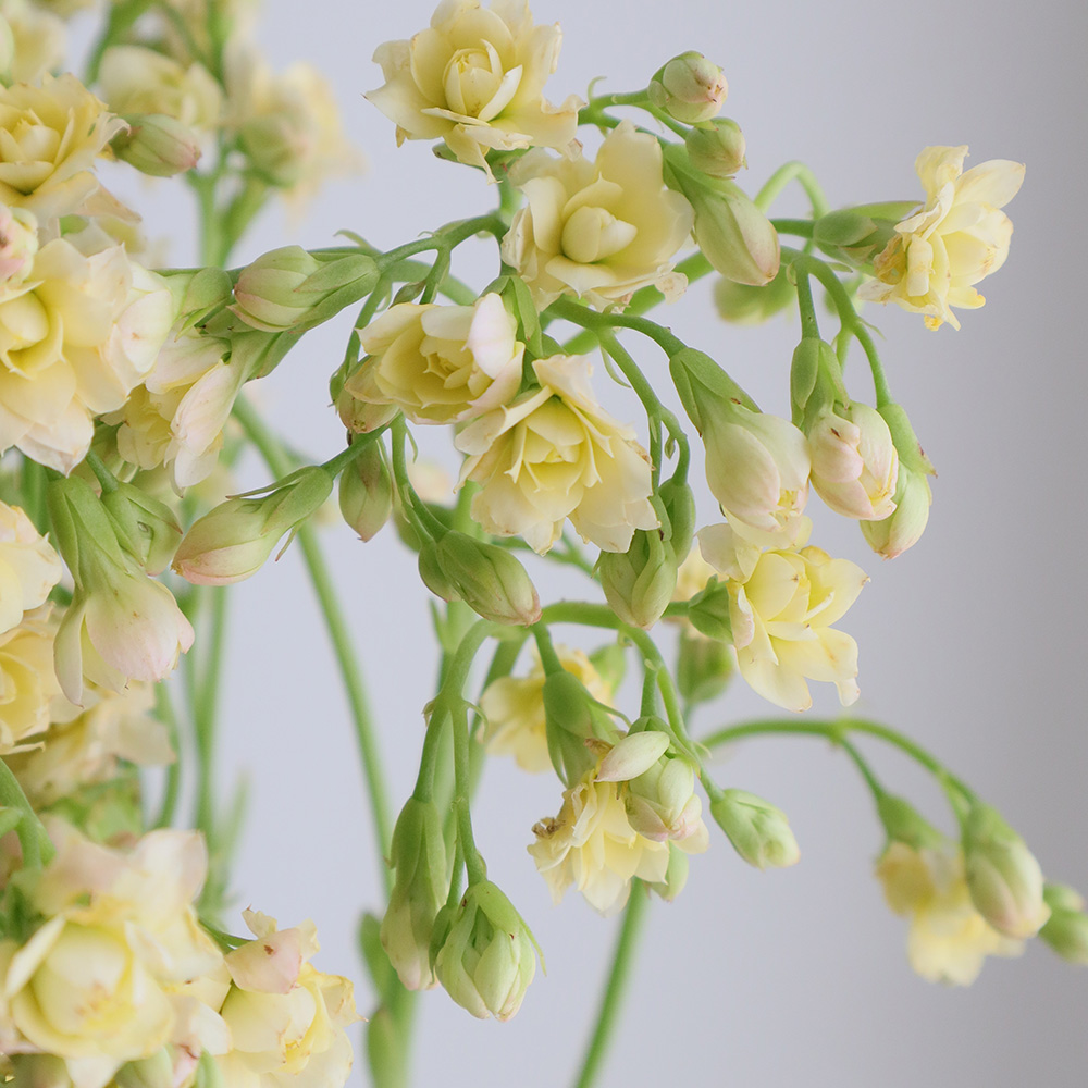 08直前!!】カランコエ ちゅららシュガー 60cm STD 山形県細谷園芸