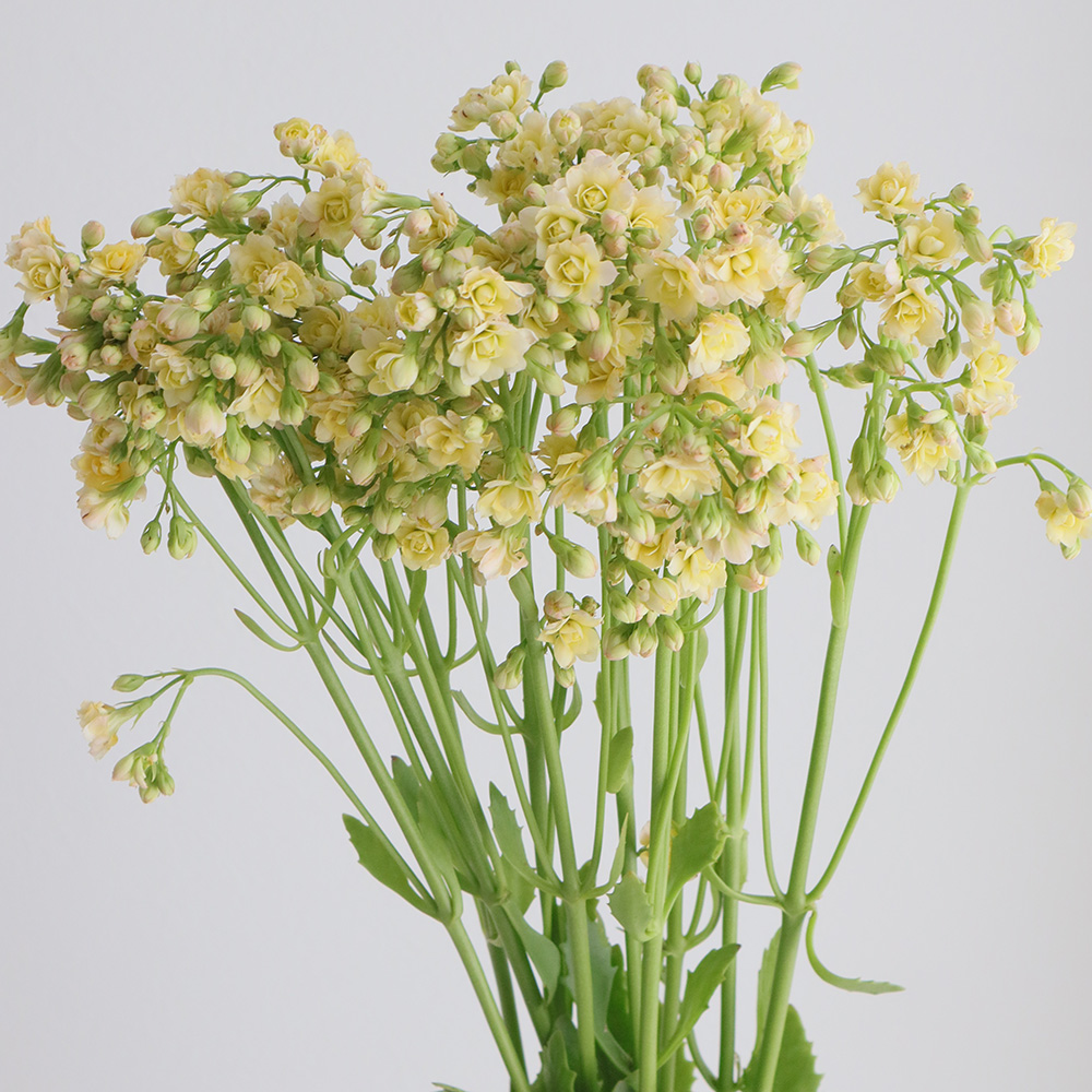 生花】カランコエ ちゅららシュガー 60cm STD 山形県細谷園芸 - 花材