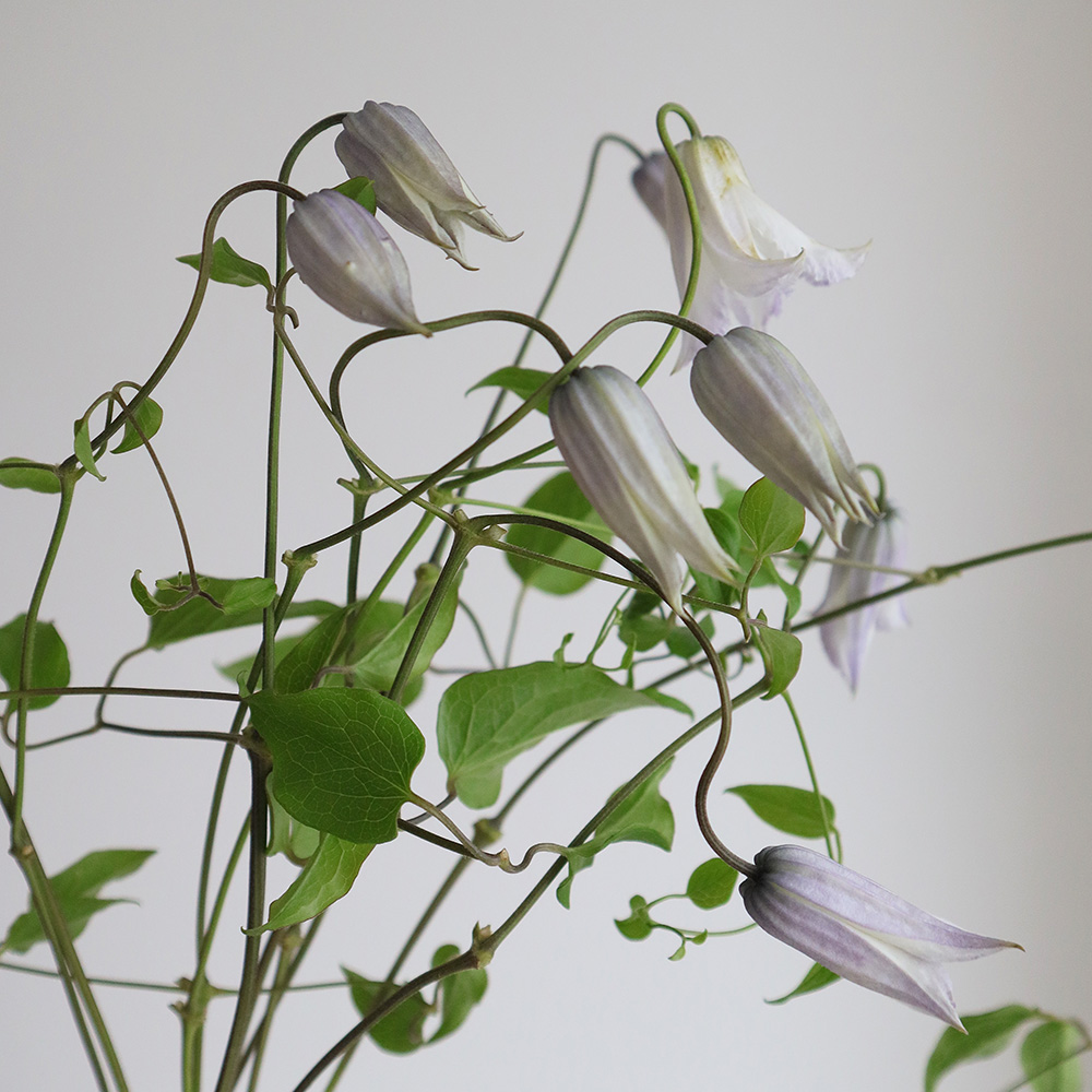 生花】クレマチス ラディアンス ベル咲(紫×白)40cm程度 - 花材通販は