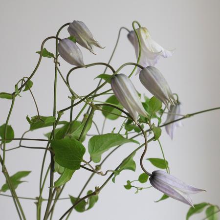はなち様 生花】クレマチス ラディアンス ベル咲(紫×白)40cm程度 - 花材通販は