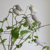 生花】クレマチス ラディアンス ベル咲(紫×白)40cm程度 - 花材通販は