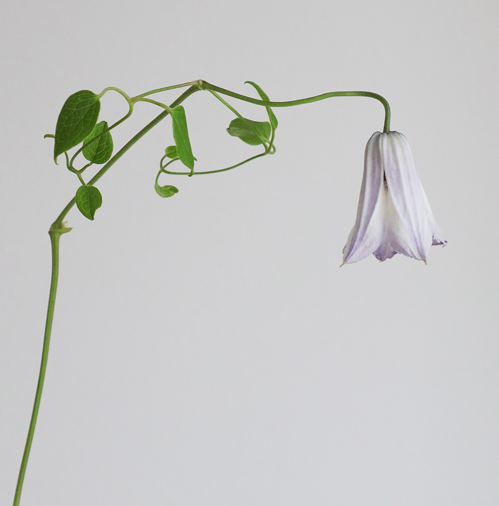 生花】クレマチス ラディアンス ベル咲(紫×白)40cm程度 - 花材通販は