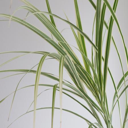 生花】シマススキの葉(穂なし。葉のみ)【OT】茨城県常陸 - 花材