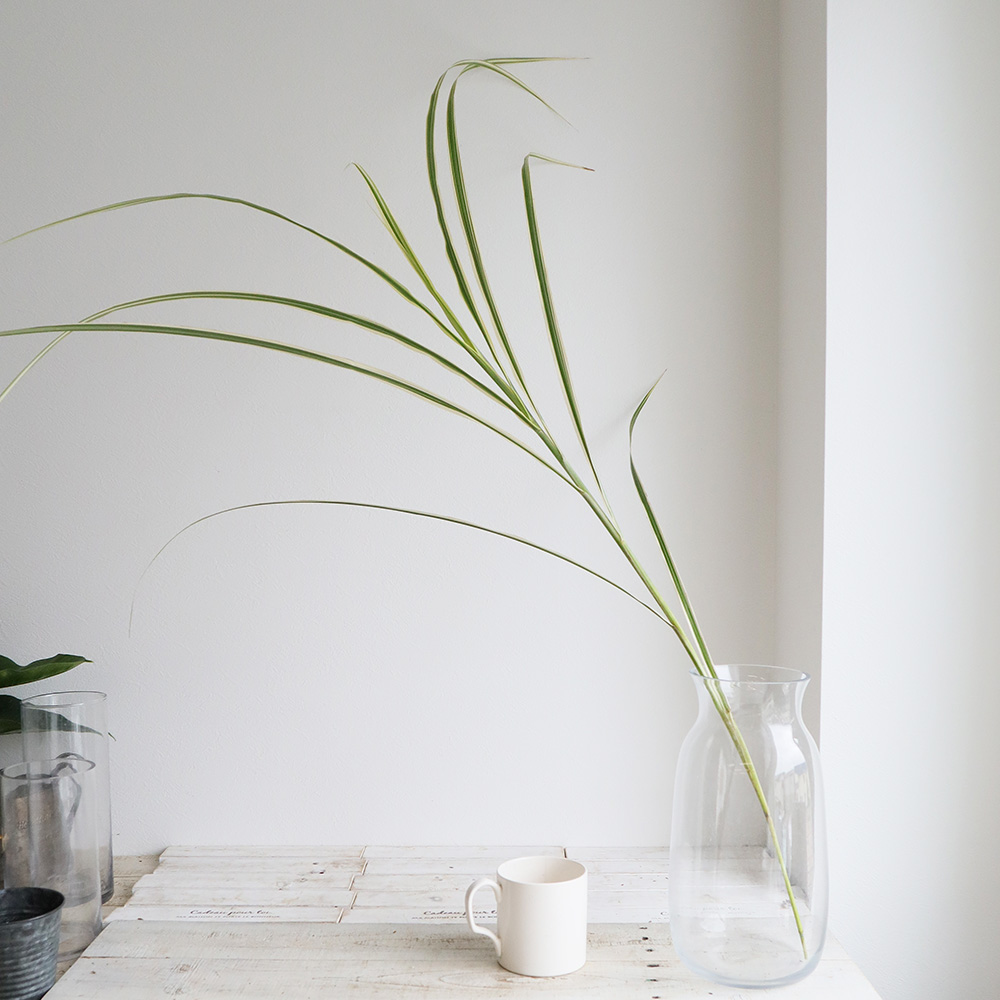 生花】シマススキの葉(穂なし。葉のみ)【OT】茨城県常陸 - 花材