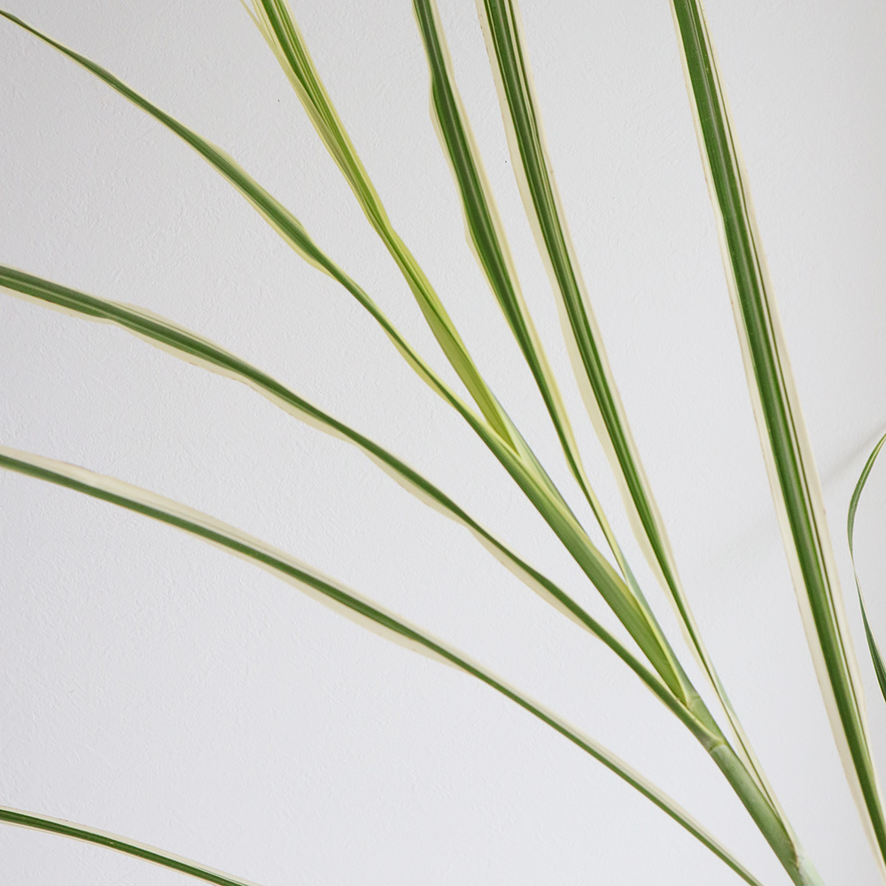 一枚の葉 生花】シマススキの葉(穂なし。葉のみ)【OT】茨城県常陸 - 花材