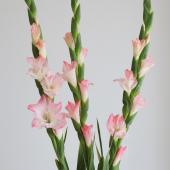 生花】グラジオラス ケアレス(ピンク)【OT】萩島園芸 - 花材通販はなど