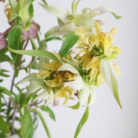 【08直前!FJ】モナルダ　プンクタータ　60CM 山本サルサ園芸【生花】