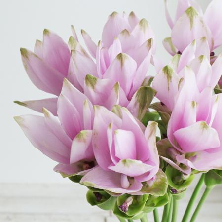 生花】クルクマ バブル(淡いピンク)40-50CM程度【OT】 - 花材