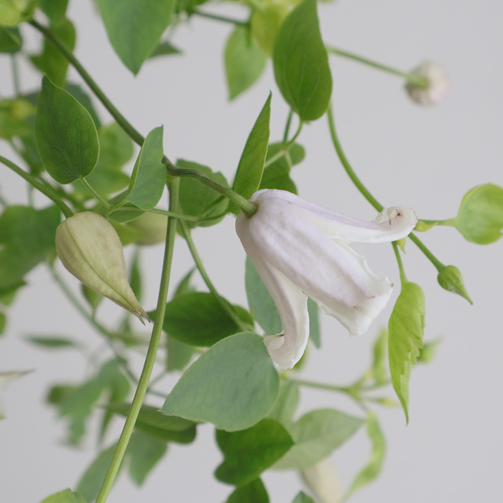 直前】クレマチス カイウ(白ベル咲き)50cm程度 F.U.KAGAWA - 花材通販