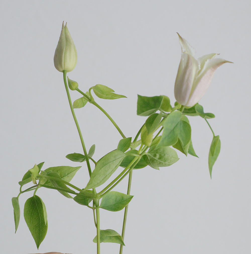 直前】クレマチス カイウ(白ベル咲き)50cm程度 F.U.KAGAWA - 花材通販