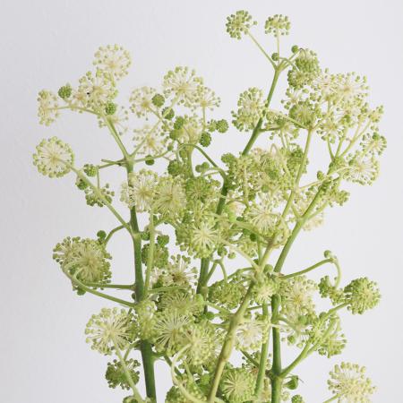 【08直前】レア!ウドの花　群馬県　70CM【OTKT】
